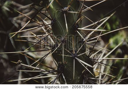 Cactus road to Machu Picchu . .