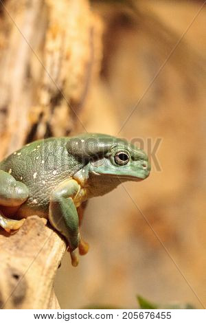 Magnificent Tree Frog Litoria Splendida
