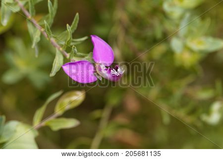 Flower Of A Myrtle Leaf Milkwort Bush