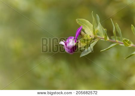 Flower Of A Myrtle Leaf Milkwort Bush