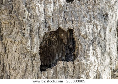 The old tree in the middle of the pit