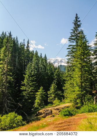 Forest scene near the Box Canyon Area in Mount Rainier National Park