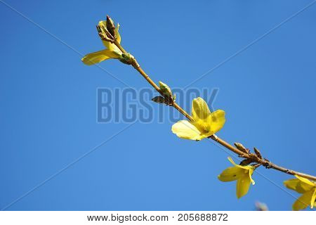 yellow forsythia flower blooming in spring for design
