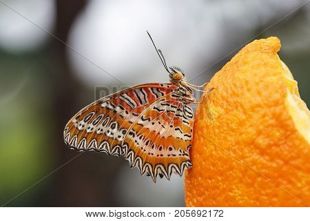 Close up of a Lacewing Butterfly eating an orange.
