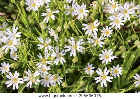 beautiful white forest flowers , close up