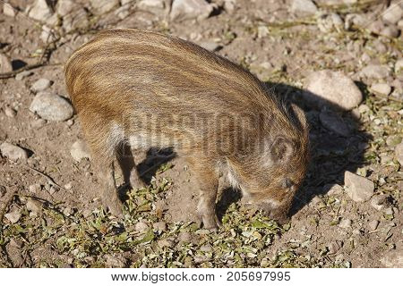 Baby wild boar feeding on the ground. Animal background. Horizontal