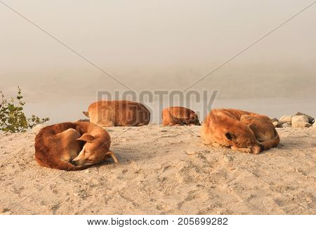 Four Orange Dogs Laying Down On The Sand. Yellow Dog Is The Chinese Zodiac Symbol Of The New Year 20