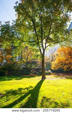 Autumn trees against sun in Central Park, New York City, USA