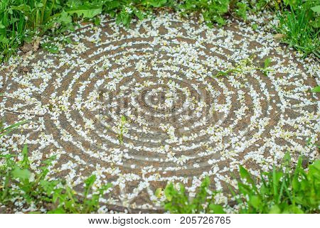 white petals of the apple tree, fallen on the cover of the sewer hatch and forming a beautiful pattern