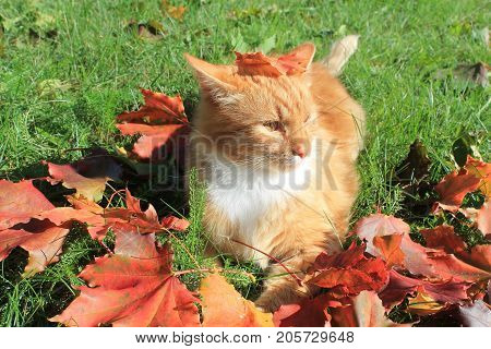 beautiful bright orange color fluffy cat lay on green juicy grass play with fist red maple leaves