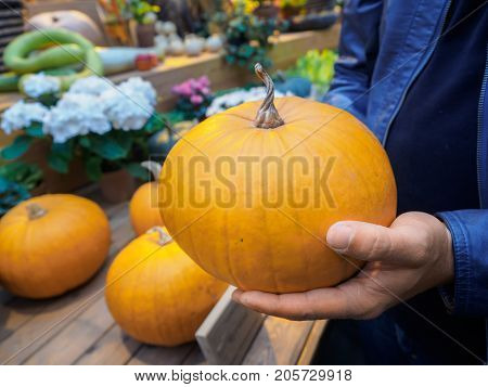 A man chooses a pumpkin in the market. Orange pumpkin in the hands. Big pumpkin in man hands. Yellow pumpkin holding hands. Beautiful big pumpkin