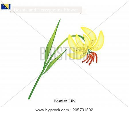 Bosnian Flower, Illustration of  Bosnian Lily Flower. The National Flower in Bosnia and Herzegovina.