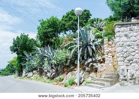 Agava at tropical garden. Agave plant. Summer time