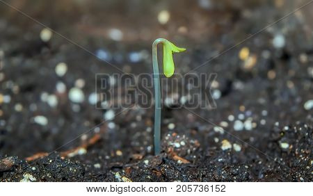 Cannabis germ of cannabis growing through the ground
