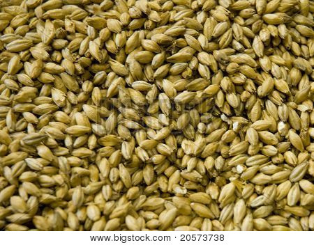 Malted Barley Grains