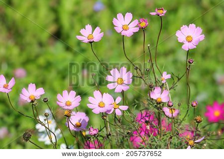 Pink flowers of garden cosmos plant (Cosmos bipinnatus) on flowerbed