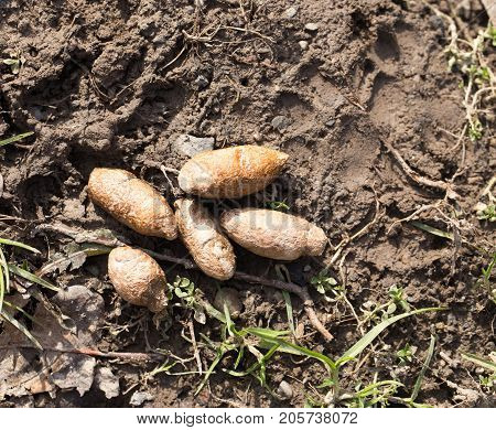 dog feces . In the park in nature