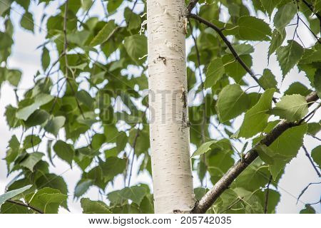 White Birch Trees With Beautiful Birch Bark In A Birch Grove