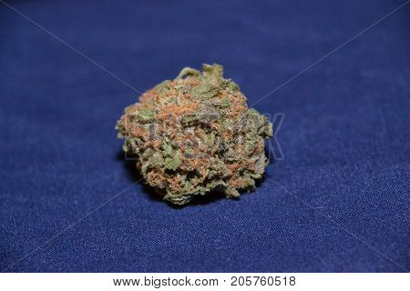 gelato is a hybrid medical marijuana strain