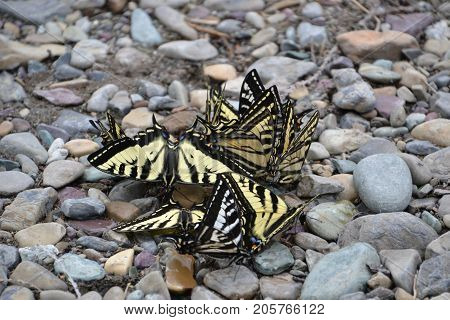 group of large tiger swallowtail butterflies in glacier national park