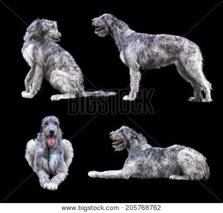 Set of the giant grey dogs isolated on black background. Irish Wolfhound