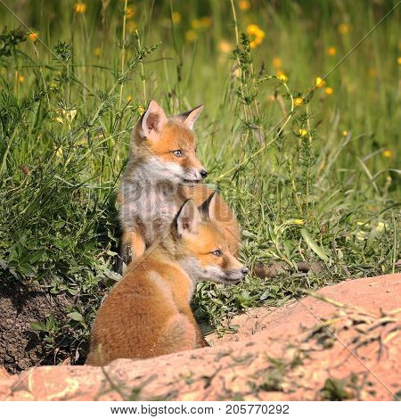 fox cubs near the burrow in spring ( Vulpes )