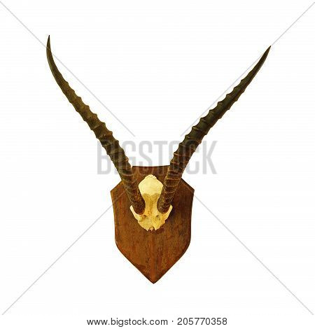 hartebeest hunting trophy isolated over white background ( Alcelaphus buselaphus )