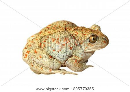 colorful garlic toad isolated over white background for your design ( Pelobates fuscus )