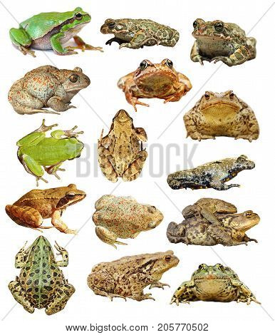 large collection of isolated frogs and toads ready for your design