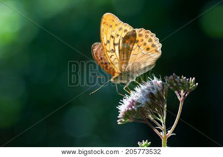 Butterfly On Flower