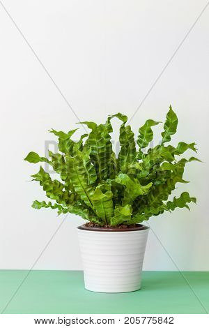houseplant Asplenium nidus in white pot