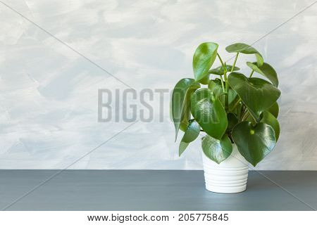 houseplant peperomia in white pot