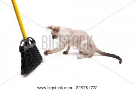 Tortie point Siamese kitten swatting at a broom, on white