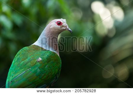 Pink neck green pigeon 
