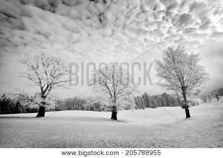 winter landscape at Tinovul Mohos in Harghita county, Romania
