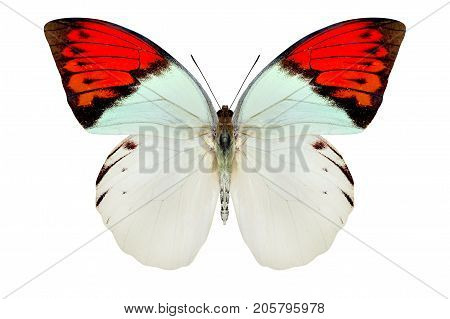 beautiful butterfly isolated on a white background