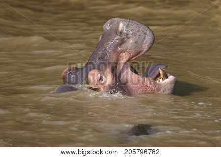 Huge hippo with mouth wide open showing massive gape and incisor teeth