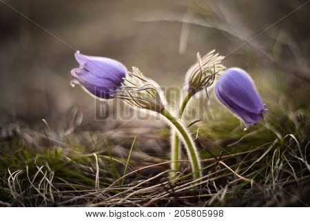 Spring pasqueflower Pulsatilla vernalis spring flowers closed in twilight closeup
