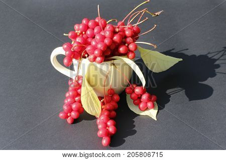 schizandra and leaves in the cup on the dark background. Crop of schizandra