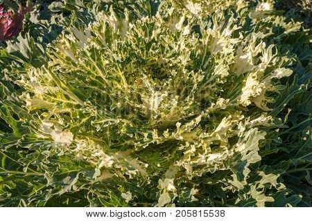 Decorative Cabbage