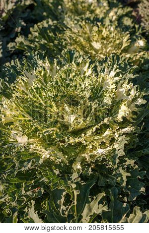 Decorative Cabbage