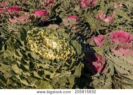 Decorative Cabbage