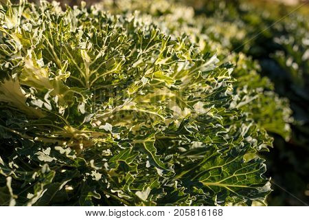 Decorative Cabbage