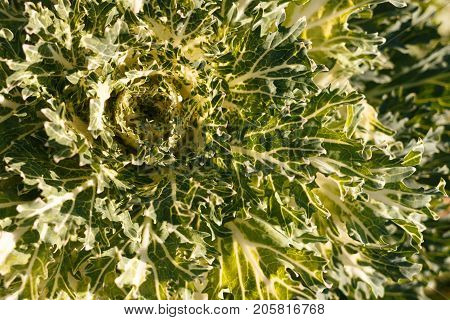 Decorative Cabbage