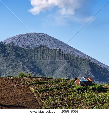 Ash cloud rising at Semeru Volcano Mountain, East Java, Indonesia
