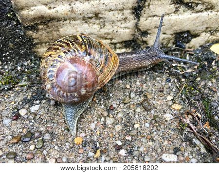European snail (Cornu aspersum) on a rainy day