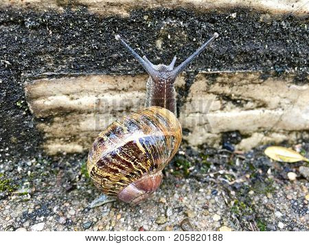 European snail (Cornu aspersum) on a rainy day