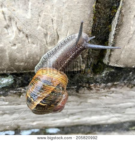 European snail (Cornu aspersum) on a rainy day