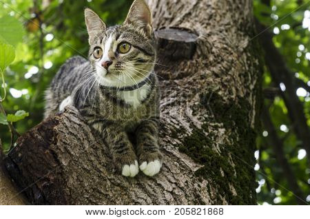 Cat On Tree Beautiful cat playing in tree. Linza