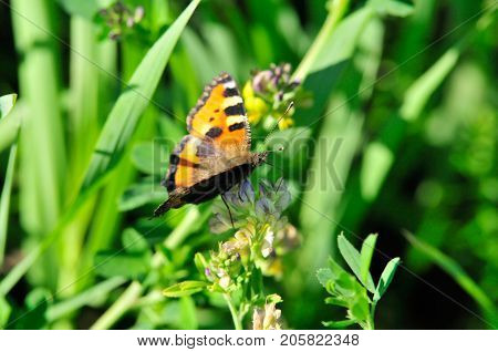 Butterfly Small Tortoiseshell. The small tortoiseshell is a colourful Eurasian butterfly in the family Nymphalidae.